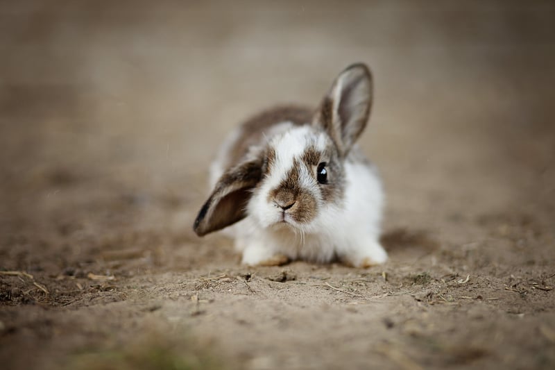 Bunny Crafts